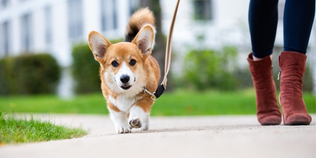 Hvad gør motion ved kroppen? Kvinde der går tur med hund.